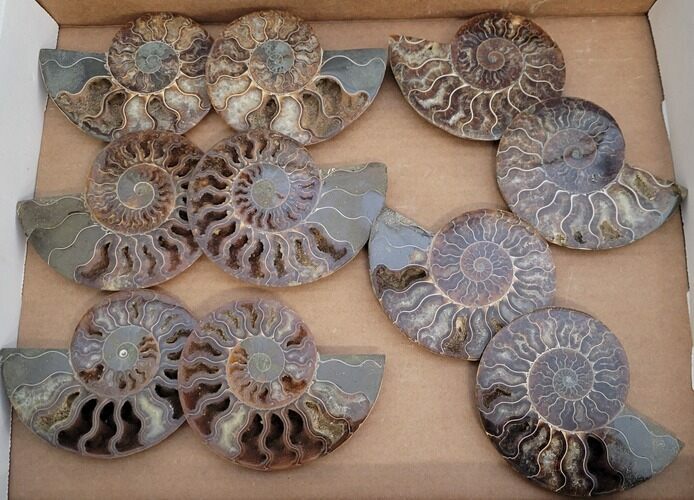 Lot: Cut/Polished Ammonite Fossils - pieces #242784